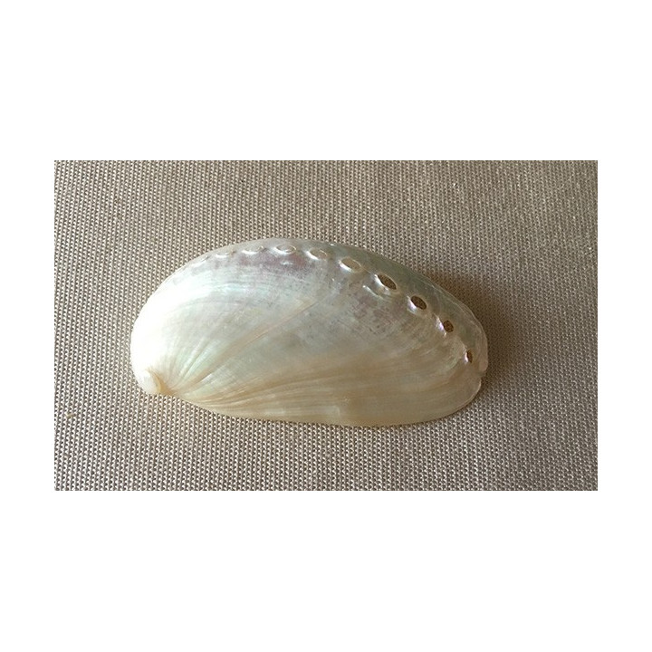 Long Pearl Abalone 5/6cm by 50