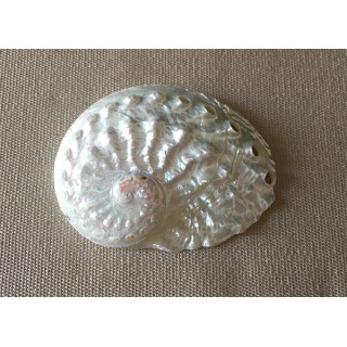 Abalone Ovina Nacrée 6cm lot de 50