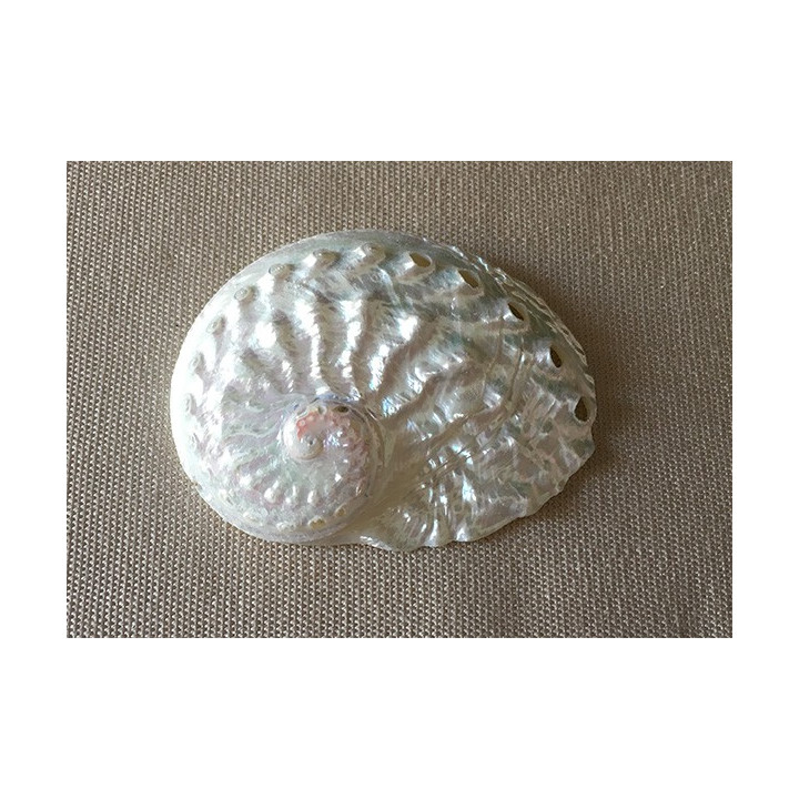 Pearly ovina abalone 6cm lot of 50