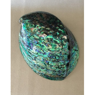 Abalone paua polie 12/13cm par 3