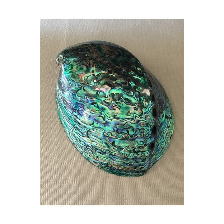 Polished paua abalone 12/13cm by 3