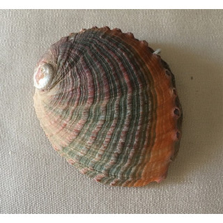 Abalone Assillinia 8/10cm par 3
