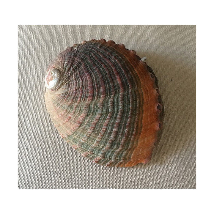 Abalone Assillinia 8/10cm par 3