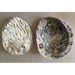 Abalone Midae Natural 11/15cm by 6