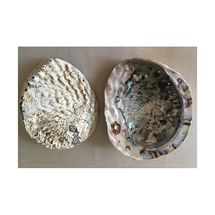 Abalone Midas Naturelle 11/15cm par 1