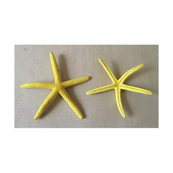 Etoile Long Bras Jaune 8/10cm lot de 25