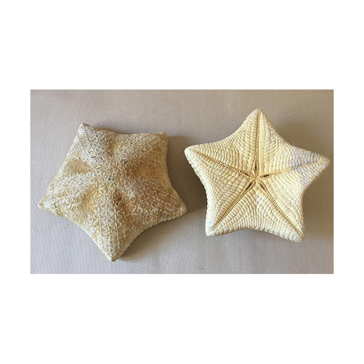 Etoile de Mer Coussin 20/25cm lot de 3