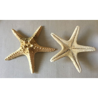 Etoile de Mer Longspine 14/18cm lot de 25