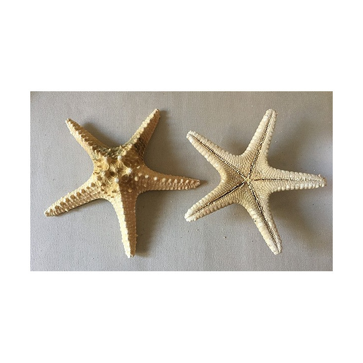Sea Star Longspine 14/18cm lot of 25