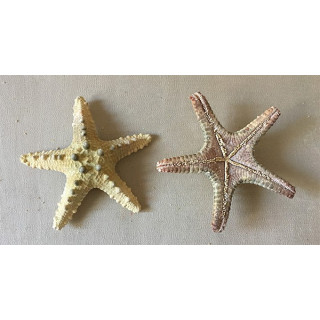 Sea Star Longspine 7/10cm lot of 25
