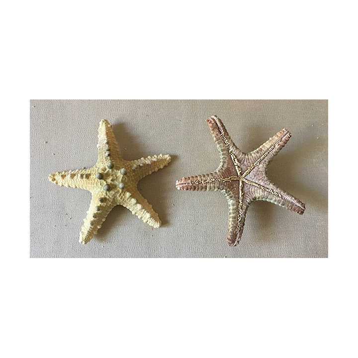 Etoile de Mer Longspine 7/10cm lot de 25