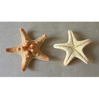 Mini Star Natural Rhino lot of 100