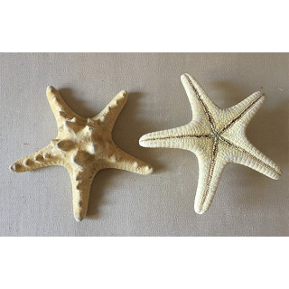 Etoile de Mer Rhino Naturelle 6/10cm lot de 25