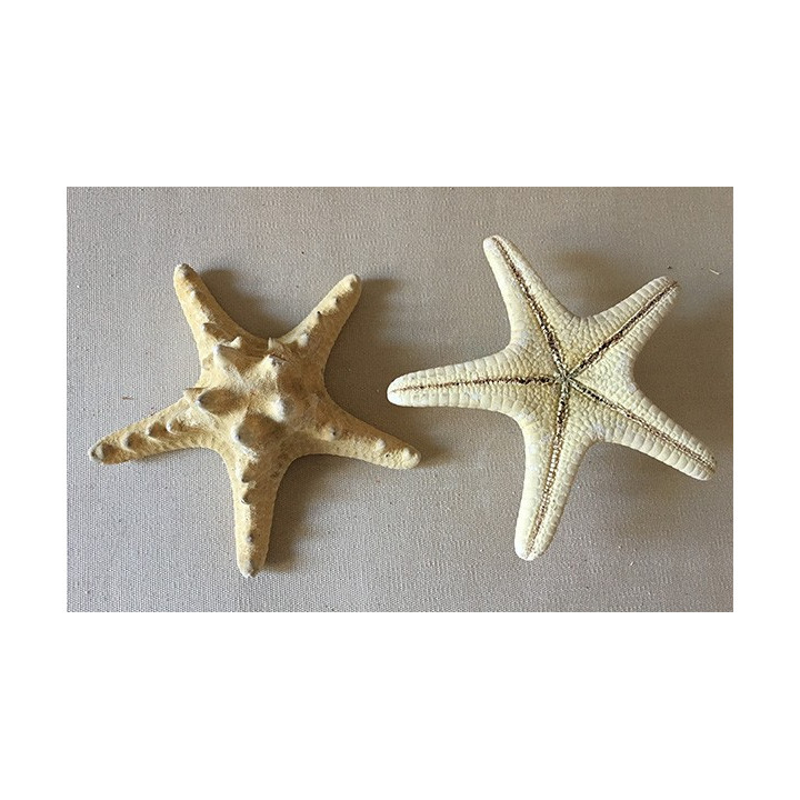 Etoile de Mer Rhino Naturelle 6/10cm lot de 25