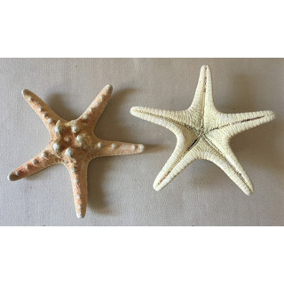 Natural Rhino Sea Star 20/22cm lot of 25