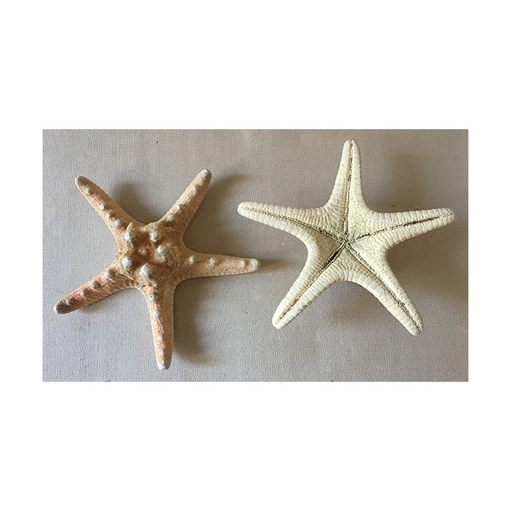 Natural Rhino Sea Star 20/22cm lot of 25