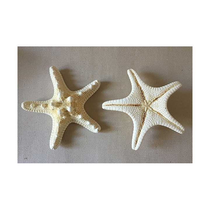Etoile de Mer Rhino Blanchie 10/13cm lot de 25