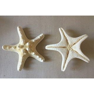 Star of the Sea Rhino Blanchie 14/19cm lot of 25