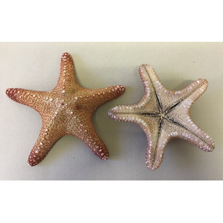 Etoile Jungle Naturelle 8/10cm lot de 25