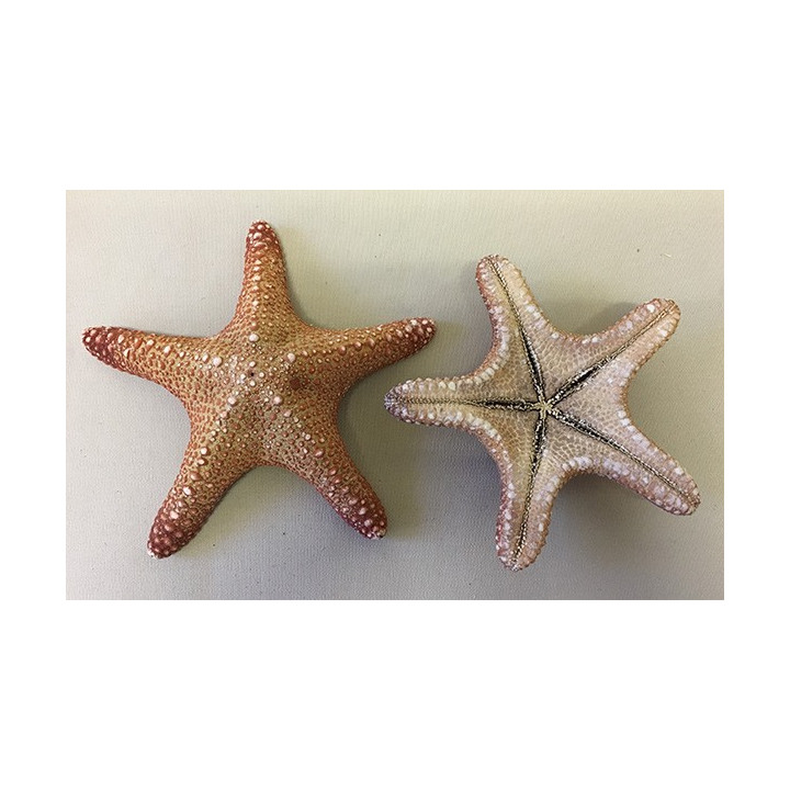 Etoile Jungle Naturelle 8/10cm lot de 25