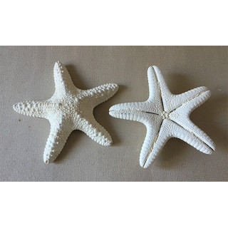 Etoile Jungle Blanchie 14/18cm lot de 25