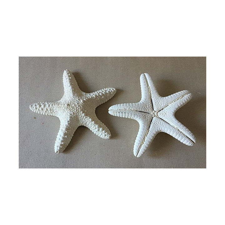 Star Jungle Bleached 14/18cm lot of 25