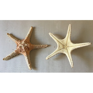 Star of The Sea 25cm GM lot of 12