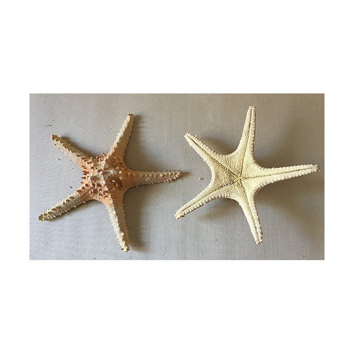 Etoile de Mer 25cm GM lot de 12