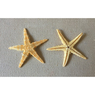 Etoile de Mer plate 2/3cm lot de 1000