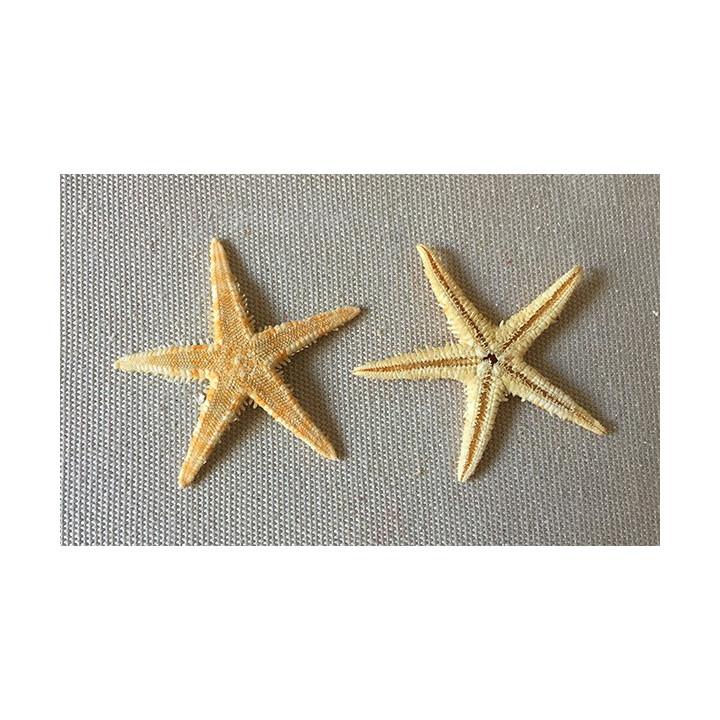 Flat Sea Star 2/3cm lot of 1000