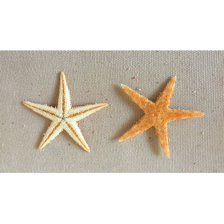 Star of Sea Plate 4/6cm lot of 1000