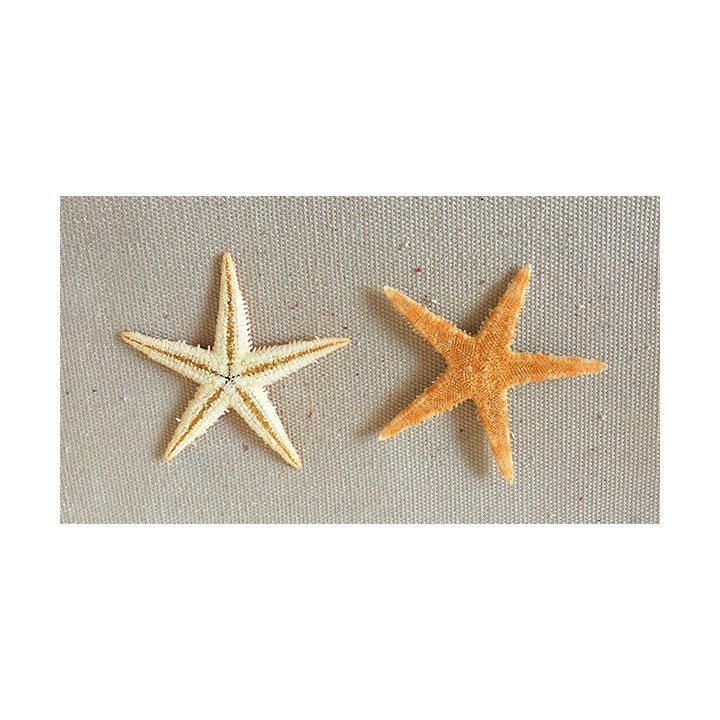Etoile de Mer Plate 4/6cm lot de 1000