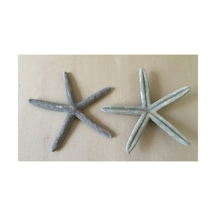 Etoile de Mer Long Bras 30/35cm lot de 12
