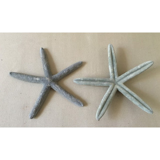 Etoile de Mer Long Bras 8/10cm lot de 25