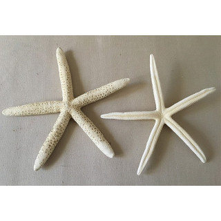 Star Long Bleached Bras 20/25cm lot of 25