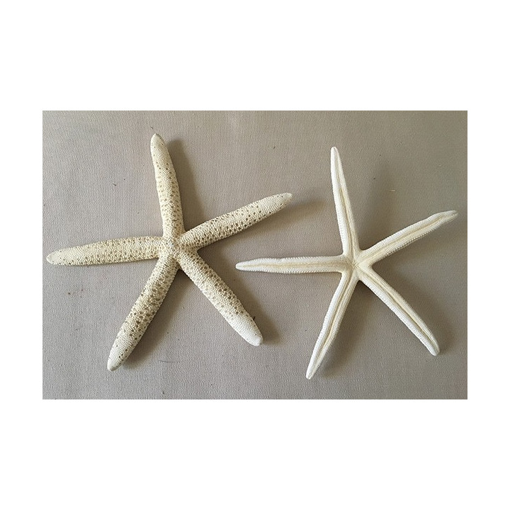 Etoile de Mer Long Bras Blanchie 8/10cm lot de 25