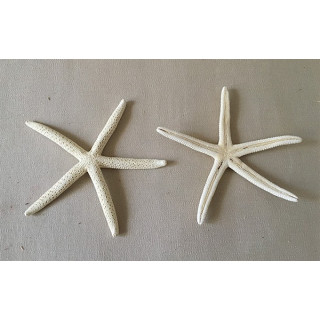 Star of Sea Long Bleached Bras 15/18 cm lot of 25