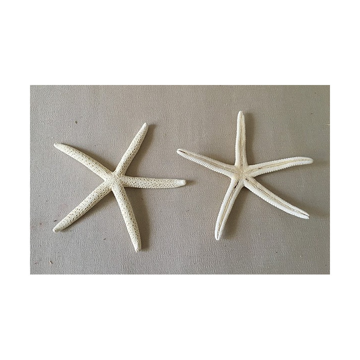 Star of Sea Long Bleached Bras 10/14cm lot of 25