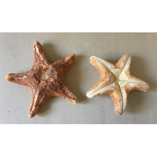 Wax Star 15/20cm lot of 6