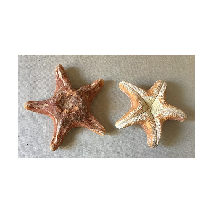 Wax Star 15/20cm lot of 6