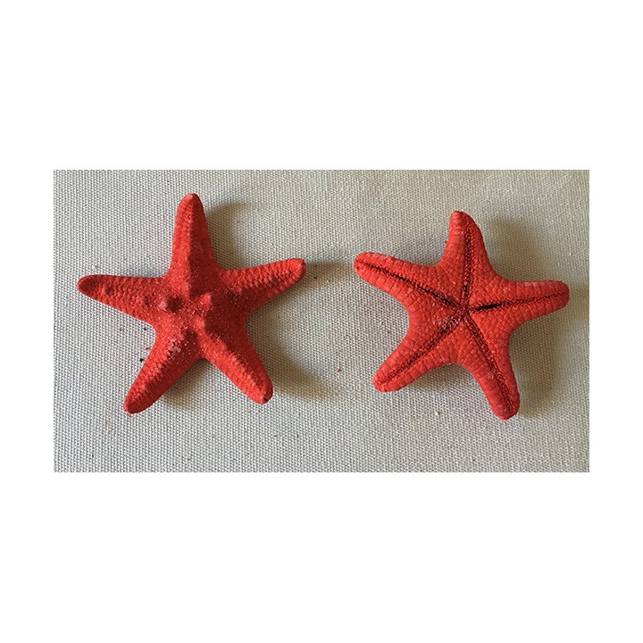 Red-colored Rhino starfish 5/7cm lot of 100