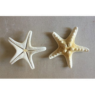 Etoile de mer Rhino Blanche 5/7cm lot de 100