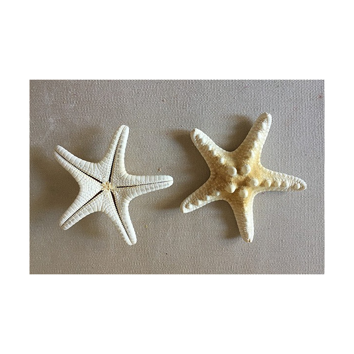 Star of the Sea Rhino White 5/7cm lot of 100