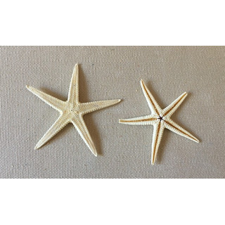 Bleached flat star 5/8cm by 1 100 basket 