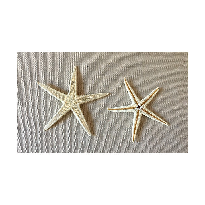 Etoile plate blanchie 5/8cm par lot de 100