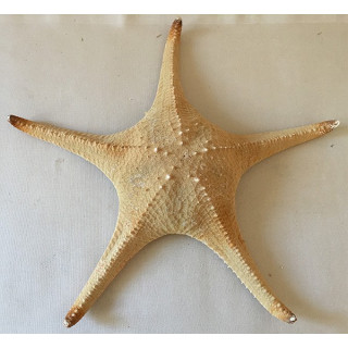 Star Red 35/40cm lot of 6