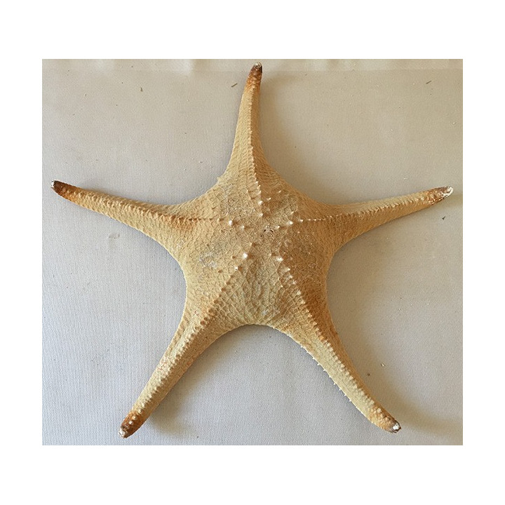 Star Red 35/40cm lot of 6