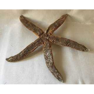 Star Militarie 50/60cm by 1