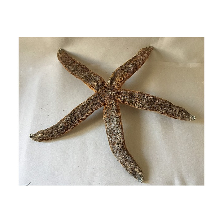 Star Militarie 50/60cm by 1