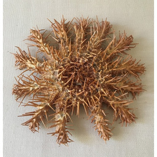 Sea Star Acanthaster 15/19cm lot of 6